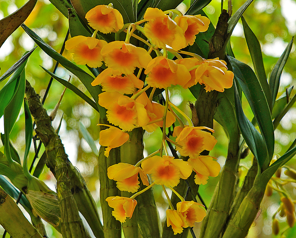 Dendrobium chrysotoxum inflorescence with yellow and orange flowers in shade