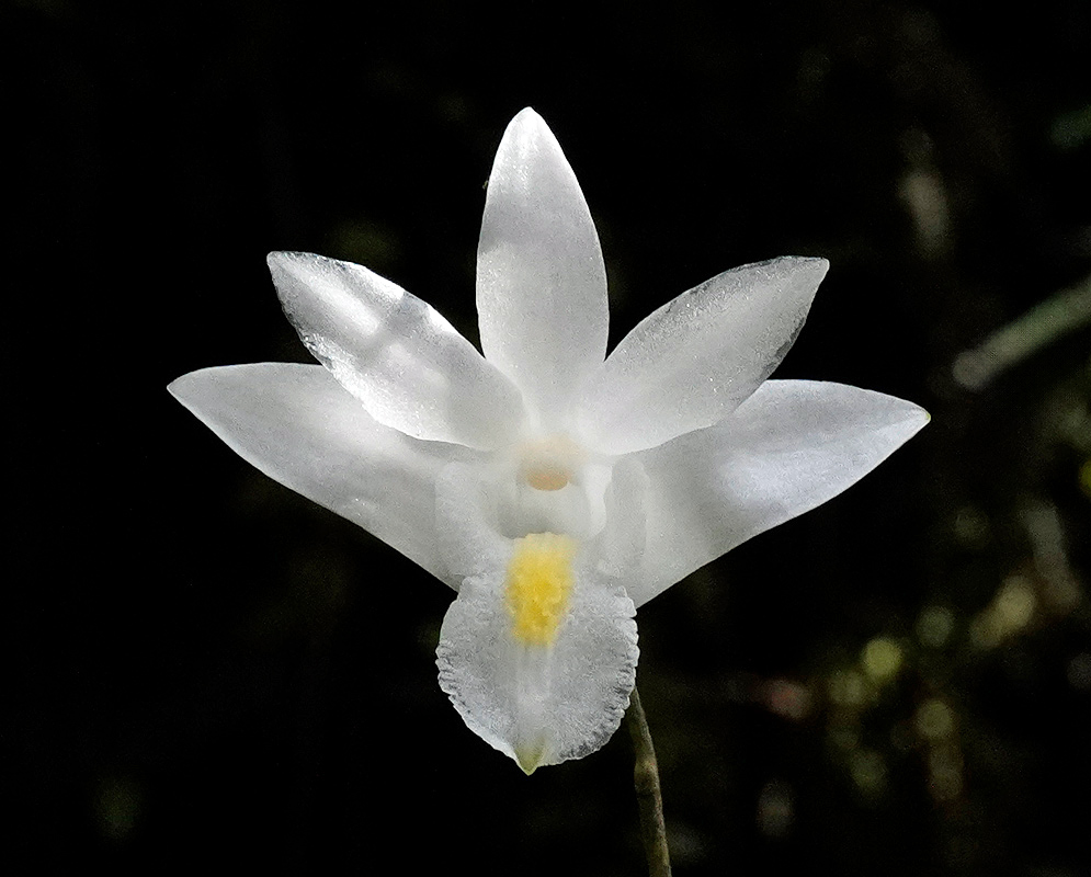 Dendrobium crumenatum White Bloom White Dendrobium crumenatum flower with translucent petals and a yellow-tipped lip