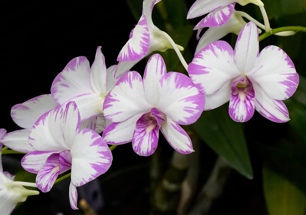 Dendrobium Enobi Purple Splash Cluster of Dendrobium Enobi Purple Splash orchids with white petals splashed with purple edges and throats