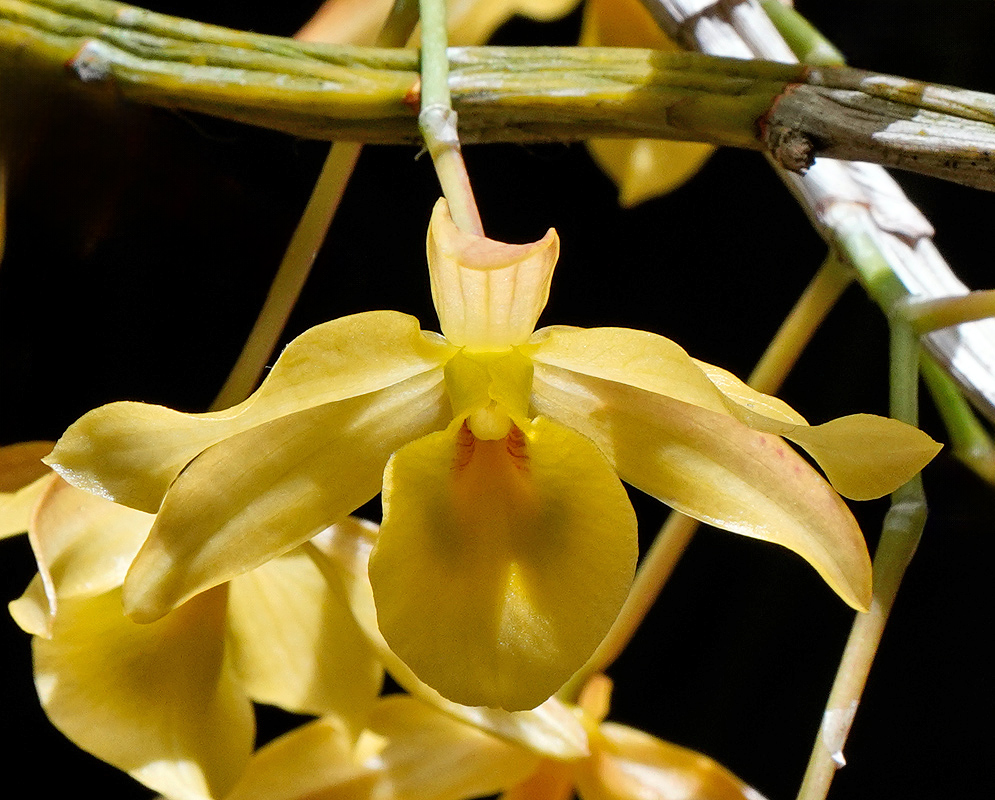 Dendrobium friedericksianum Yellow Flower Yellow Dendrobium friedericksianum orchid flower with broad petals and a prominent lip