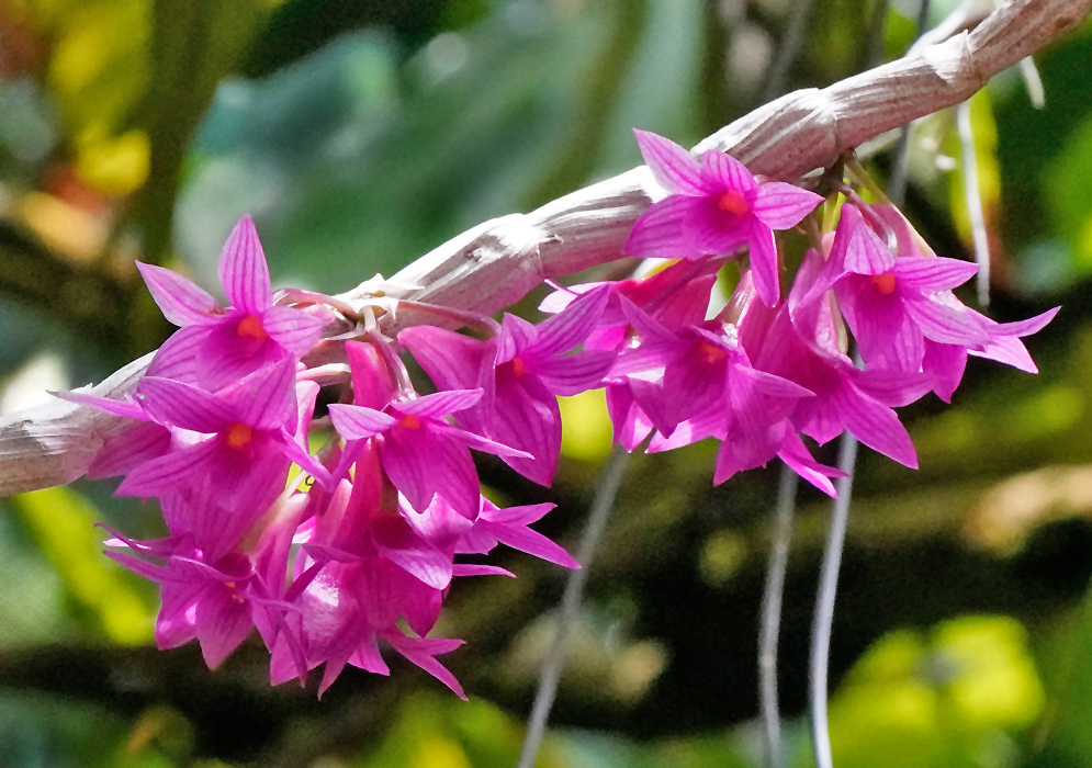 Dendrobium goldschmidtianum Flowers Cluster of bright magenta Dendrobium goldschmidtianum orchid flowers on a pendulous cane