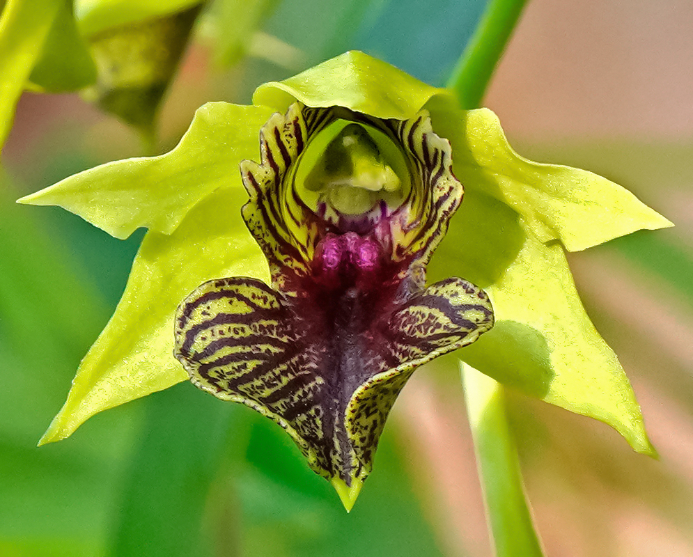 A green-yellow flower with dark stripes on the labellum