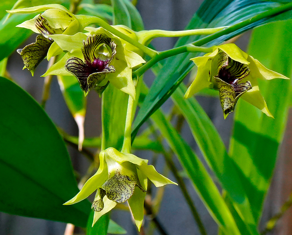 Flowers with green and yellowish hue and a darker lip with a deep purple base with maroon hues, decorated with bold veins that form an eye-catching striped pattern. 