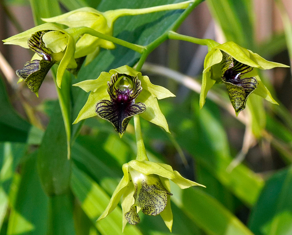 Yellow-green Dendrobium Little Green Apples flower cluster with a dark striped pattern on the labellum