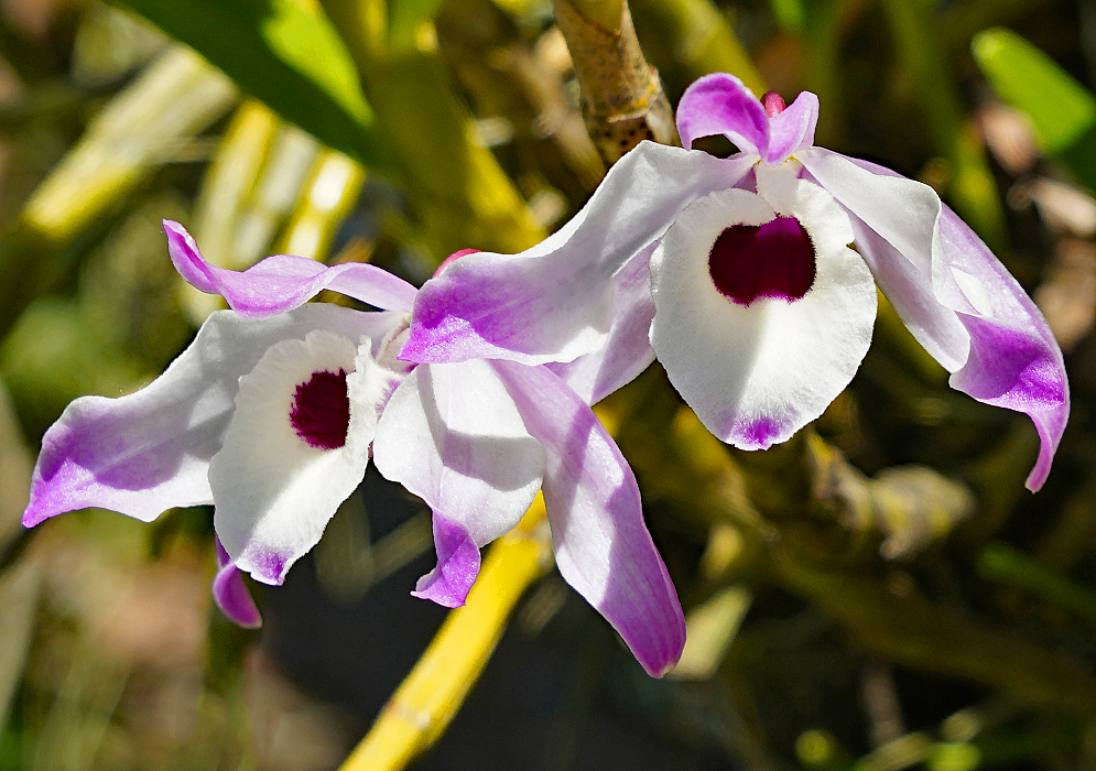 Purple and white Dendrobium nobile flowers in sunlight