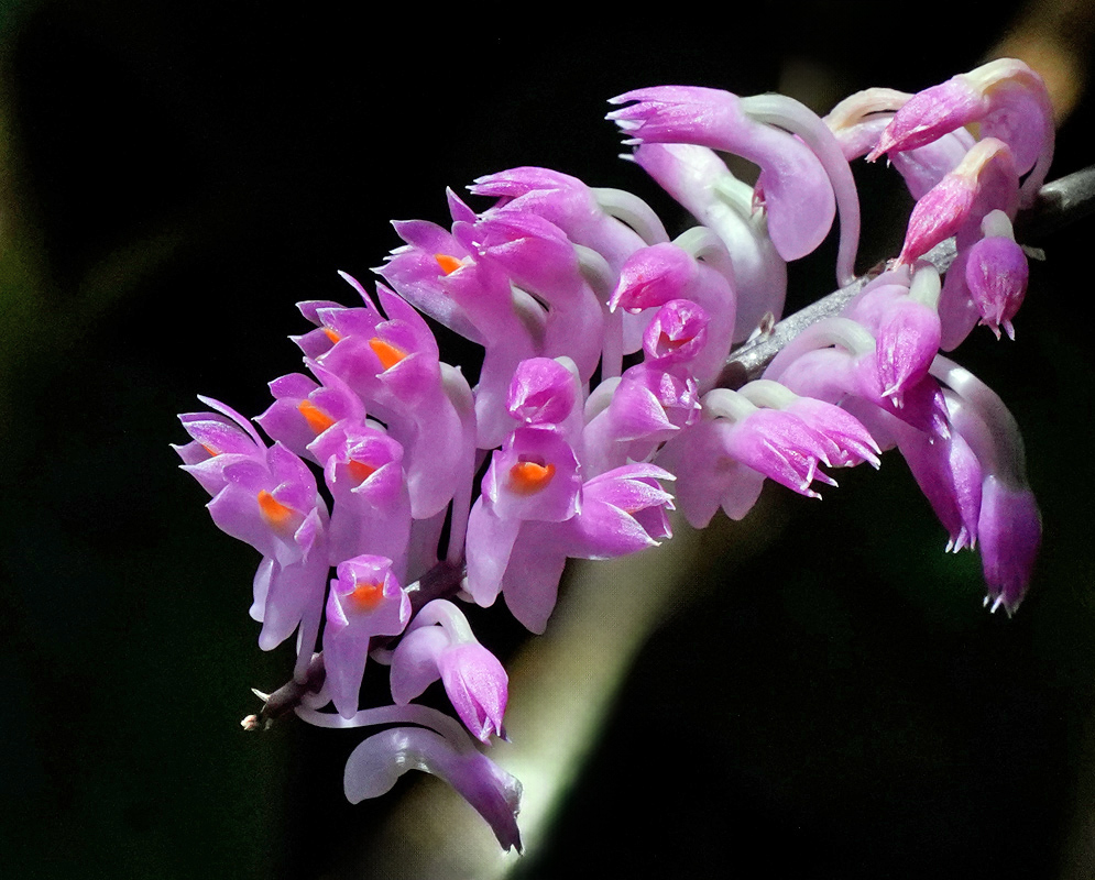 Dendrobium secundum Flowers Cluster of vibrant pink Dendrobium secundum orchid flowers with bright orange centers on a curved inflorescence