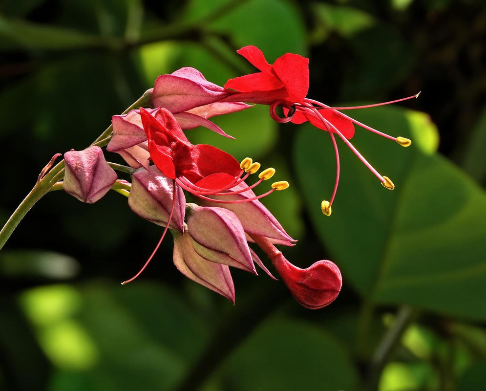Red Dendrobium speciosum flowers extend long stamens from pink branching stems