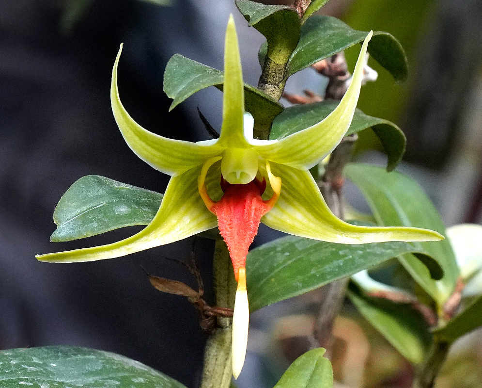 Dendrobium tobaense Flower Close-up of a Dendrobium tobaense var. giganteum orchid with long narrow green petals and a vivid red lip extending downward