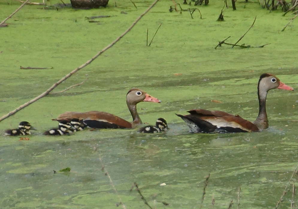 A Dendrocygna autumnalis pair with their ducklings swimming in green swamp