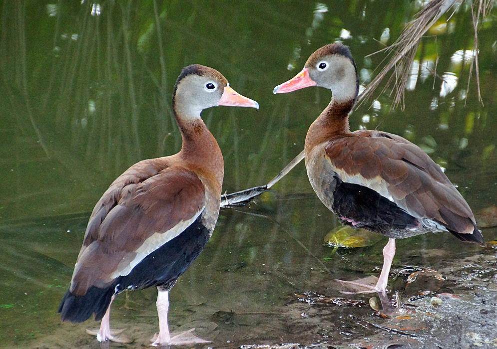 Two duck standing on a river shore
