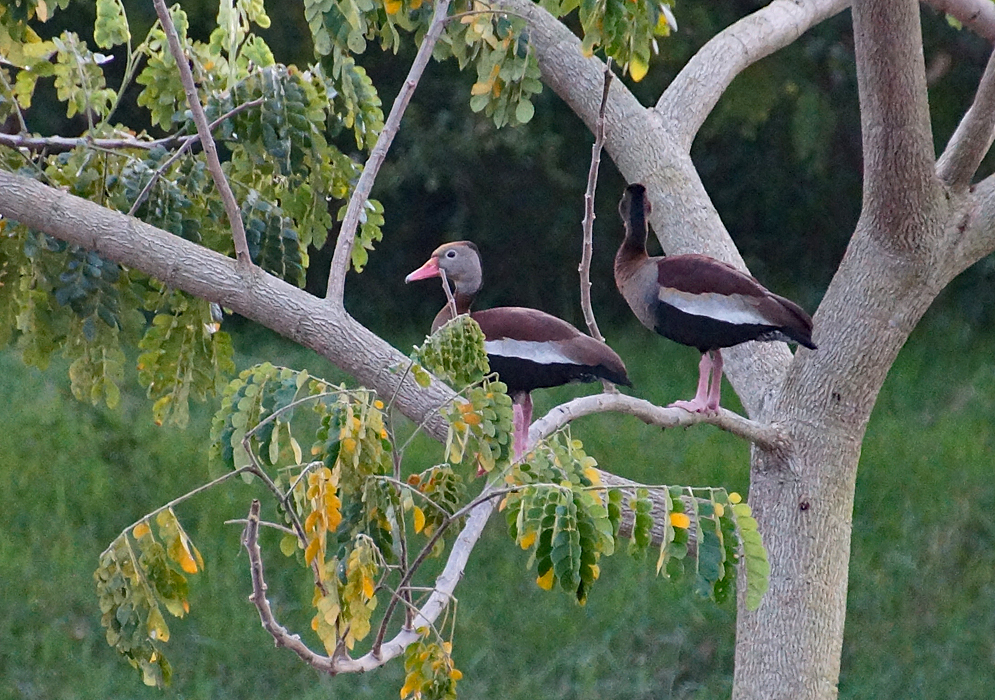 Two black-bellied whistling ducks standing in a tree