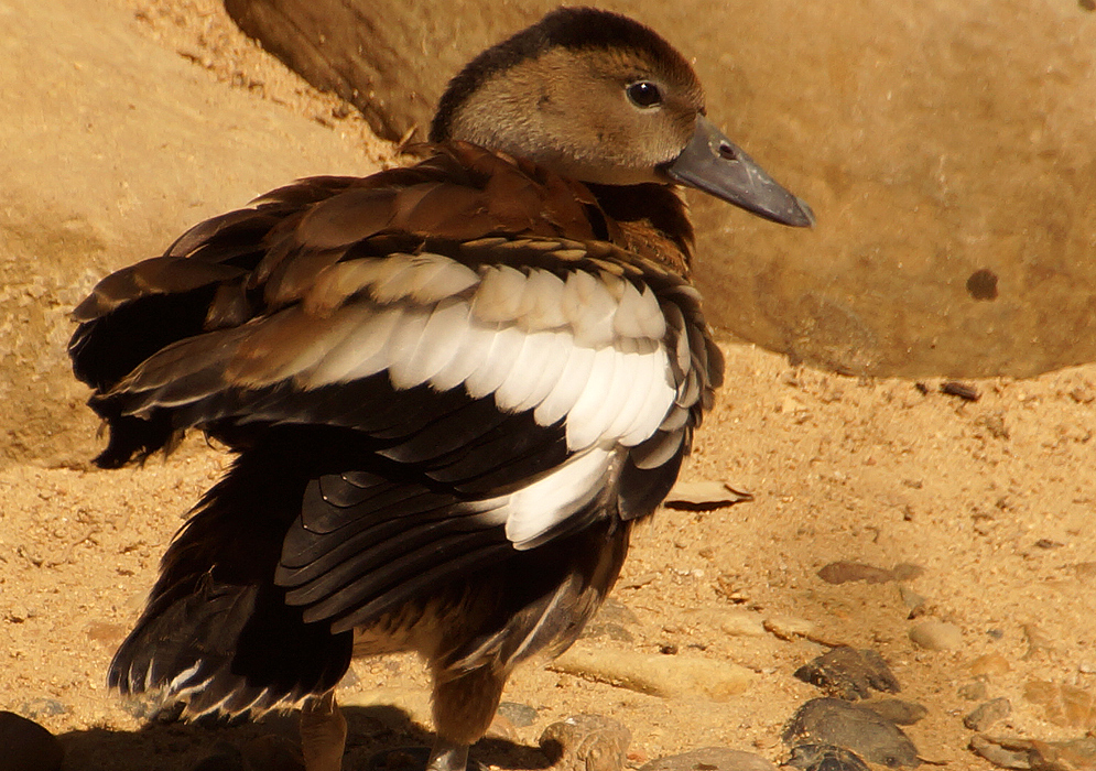 A Black-Bellied Whistling Duck with ruffled feather standing on the shoreline