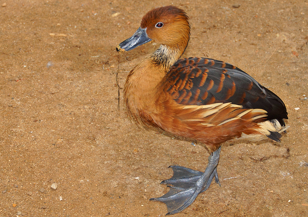 A Dendrocygna bicolor with a palette of brown feathers standing on the shore