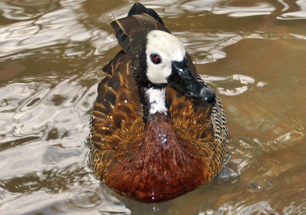A wet white-faced whistling duck swimming