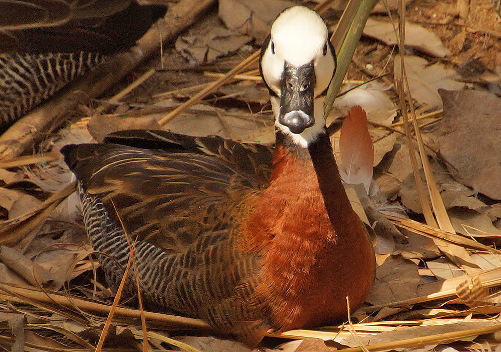 A Dendrocygna viduata with a white face and chestnut colored breast