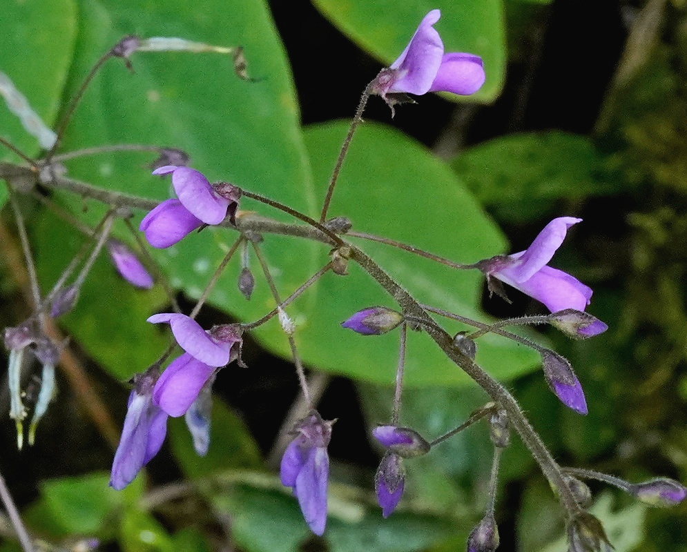 Desmodium axillare plant habit and foliage
