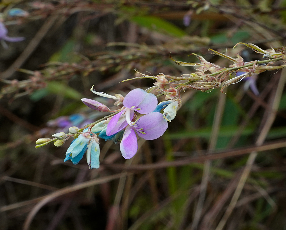 Aging bluish-green flowers and new soft purple to violet color on a Desmodium intortum inflorescense