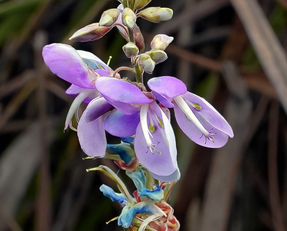 Soft purple to violet color Desmodium intortum flowers