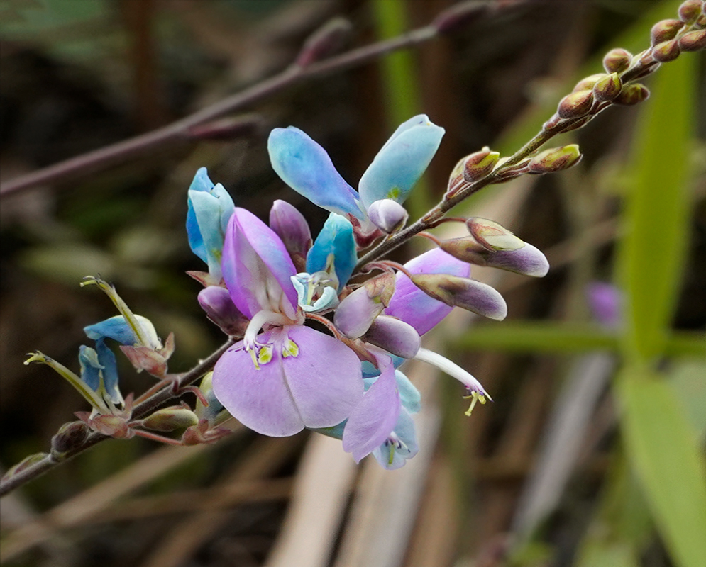 Aging bluish-green flowers and new soft purple to violet color on a Desmodium intortum inflorescense