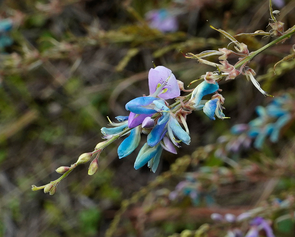 Aging bluish-green flowers on a Desmodium intortum inflorescense