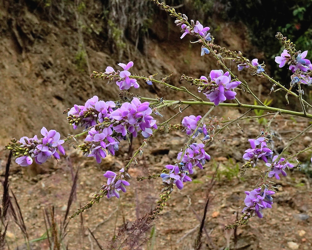 Desmodium molliculum plant habit and foliage