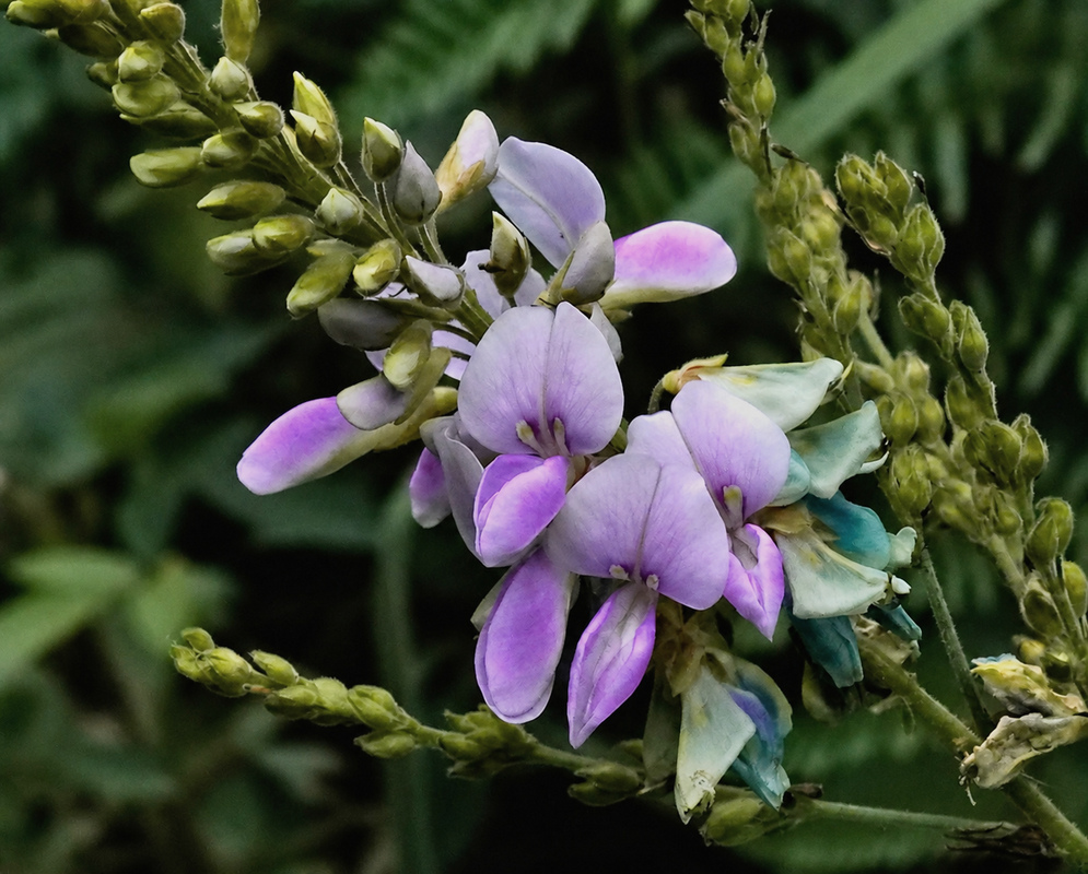 Small purple Desmodium flowers photographed in southern Colombia