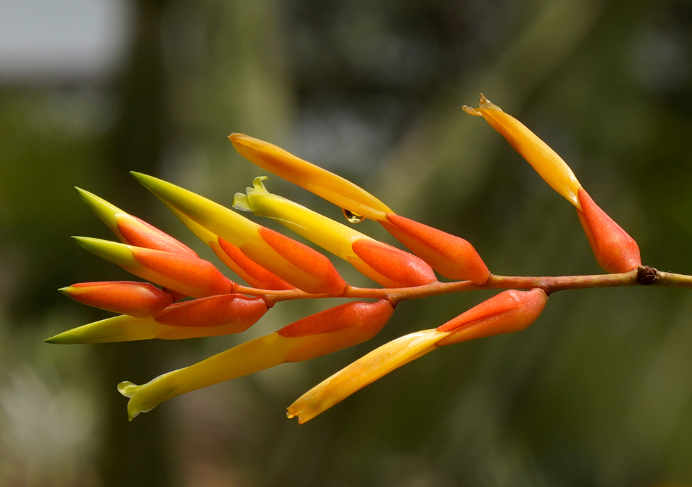 Close-up of Deuterocohnia meziana flower spike with elongated tubular orange and yellow blossoms arranged along a single stem