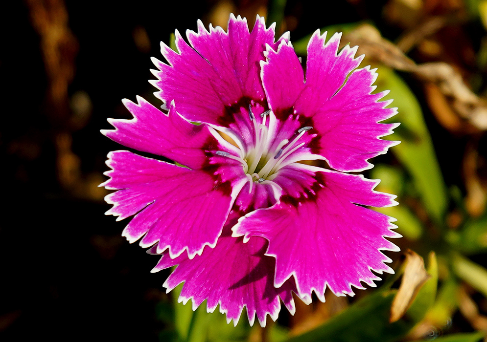 A feathered dark pink Dianthus plumarius flower with white filaments and dark anthers in sunlight