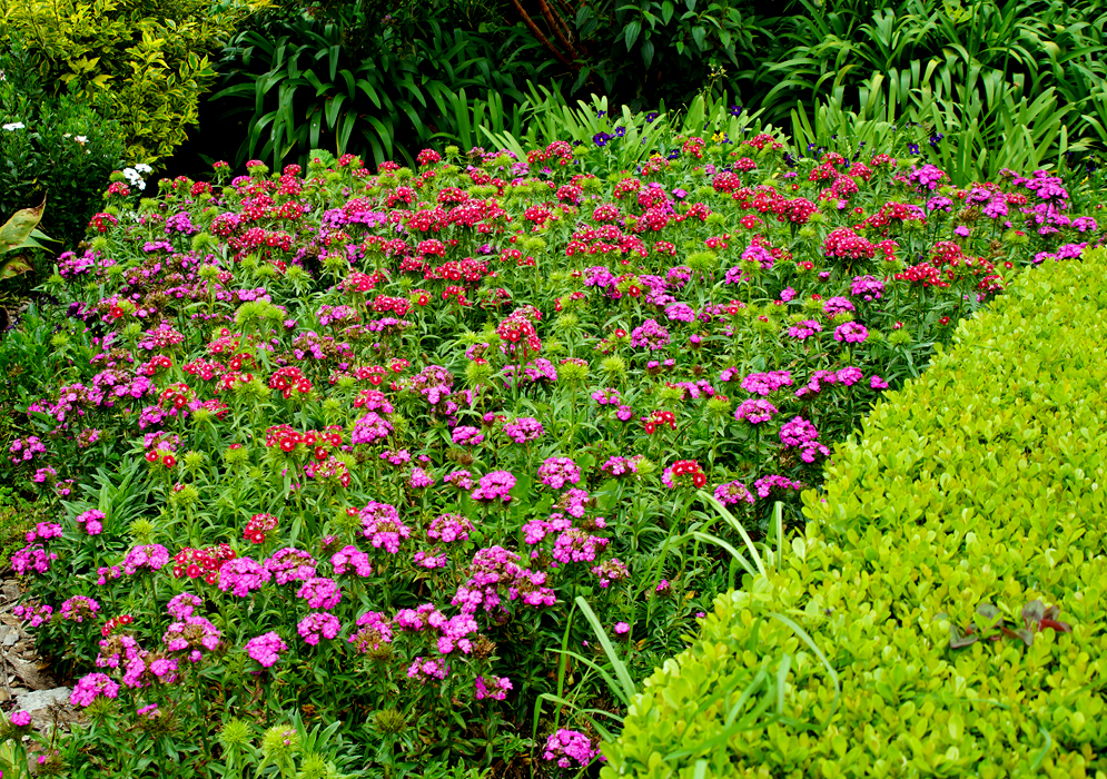 A garden of red and purple Dianthus barbatus flowers