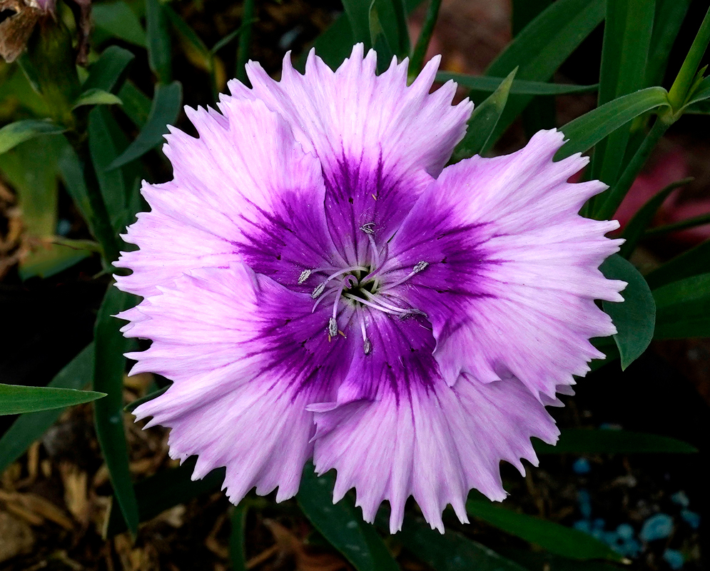 Pink Dianthus barbatus flower with a red center