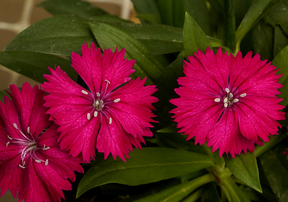 Two pink Dianthus barbatus with red centers