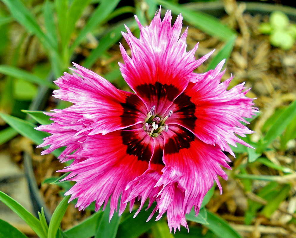Red and Pink Dianthus barbatus flower with a dark circle in the center