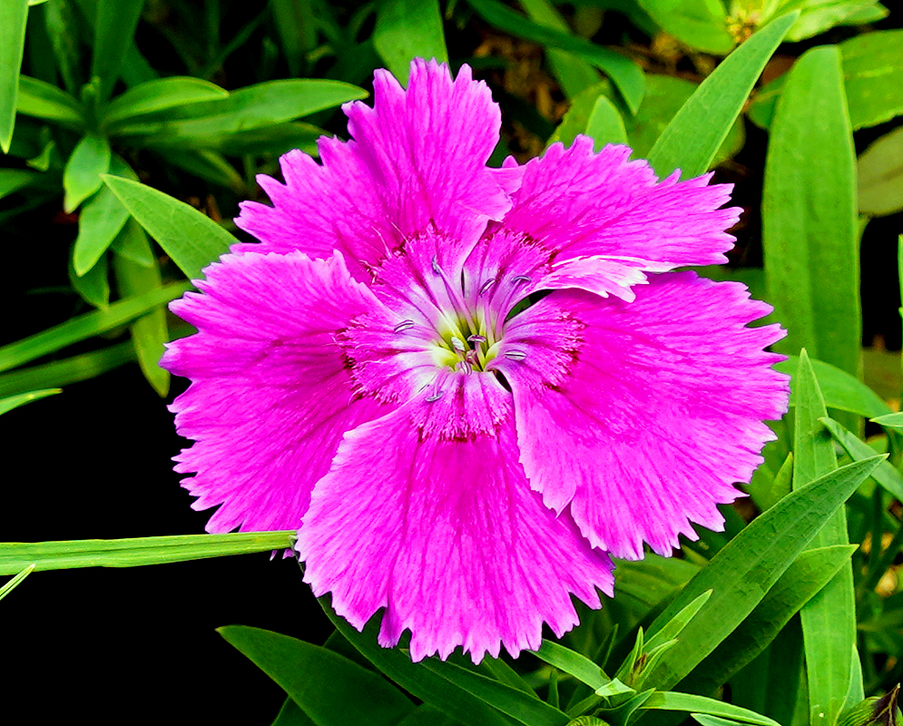 Pink Dianthus barbatus flower with traces of white