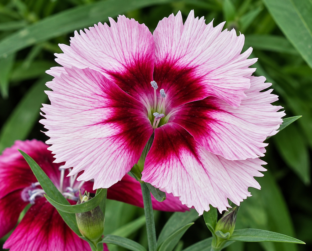 dianthus barbatus gallery photo A dianthus barbatus scene with distinct flowers and foliage