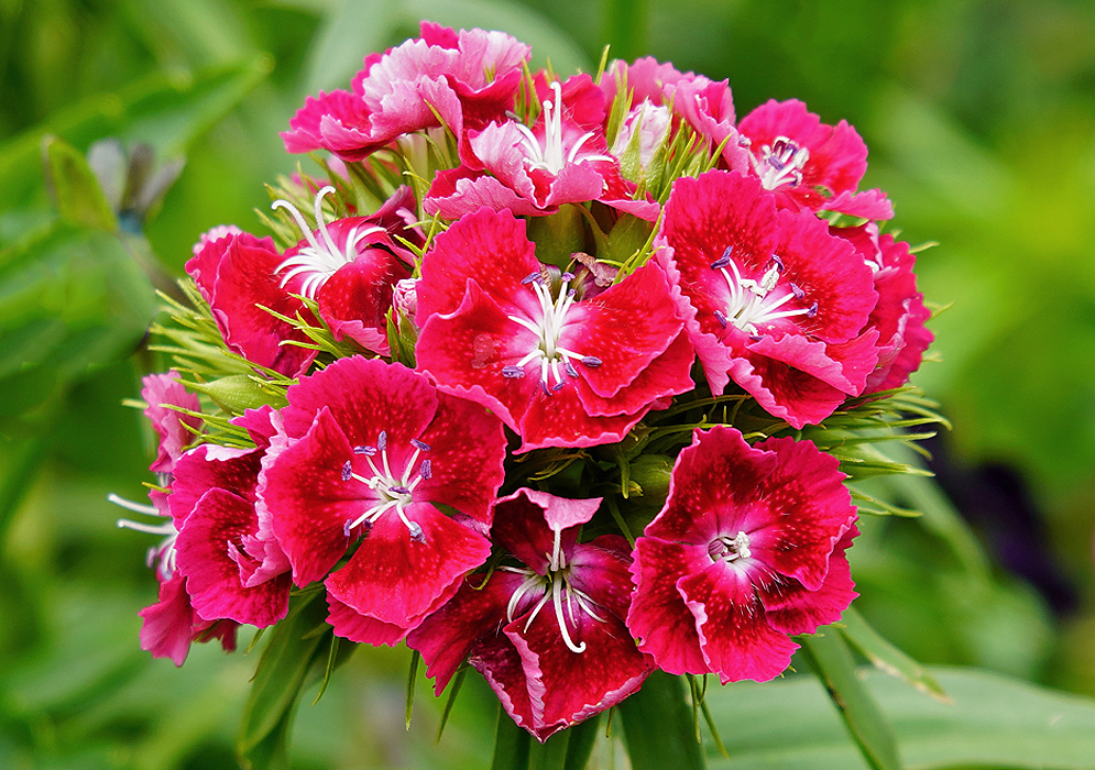 A cluster of beautiful red Dianthus barbatus flowers with white filaments and purple anthers