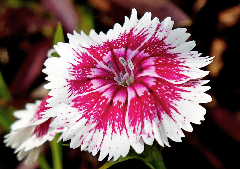 A white Dianthus plumarius flower with shades of pink and red in the center