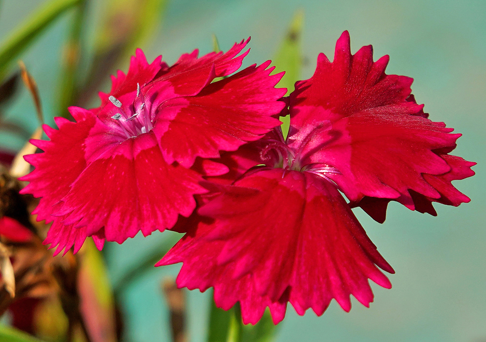 Two Dianthus plumarius flowers with two shades of red in sunlight
