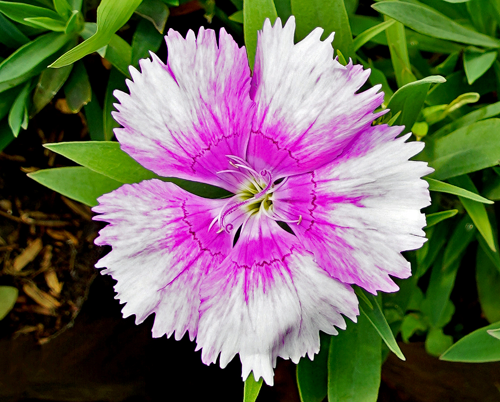 White Dianthus barbatus flower with a pink center