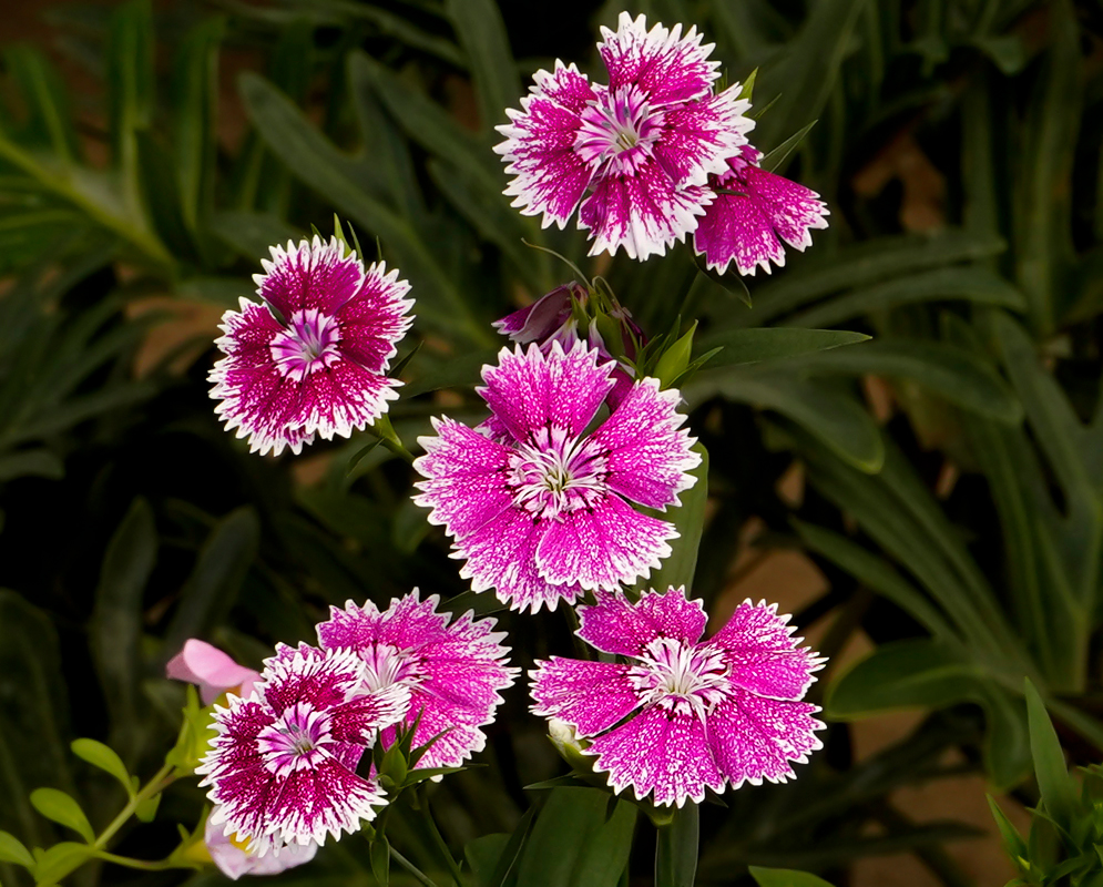 Hot pink Dianthus barbatus flowers with fringed petals and spotted white marking forming a circle