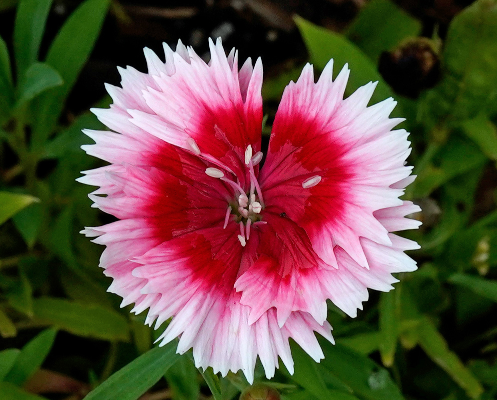 Dianthus chinensis Bicolor Flower Dianthus chinensis flower with serrated pink and red petals forming a circular bloom