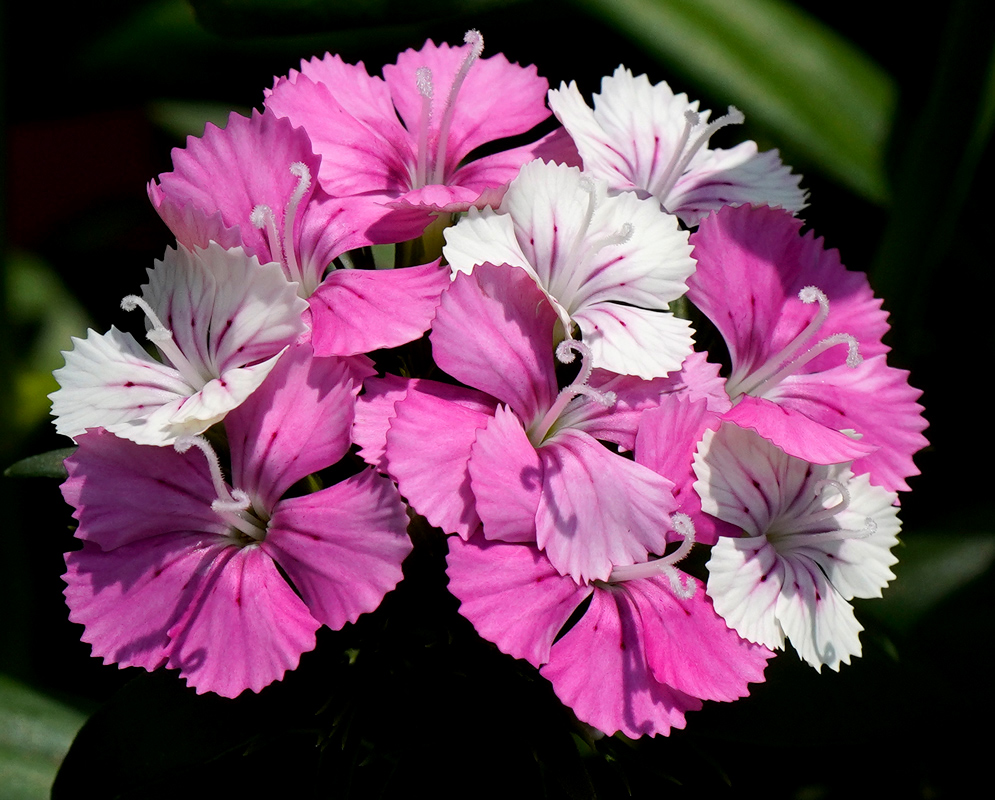 Dianthus Jolt Pink Flowers Dianthus Jolt Pink cluster of bicolor flowers with fringed petals in shades of white and bright pink