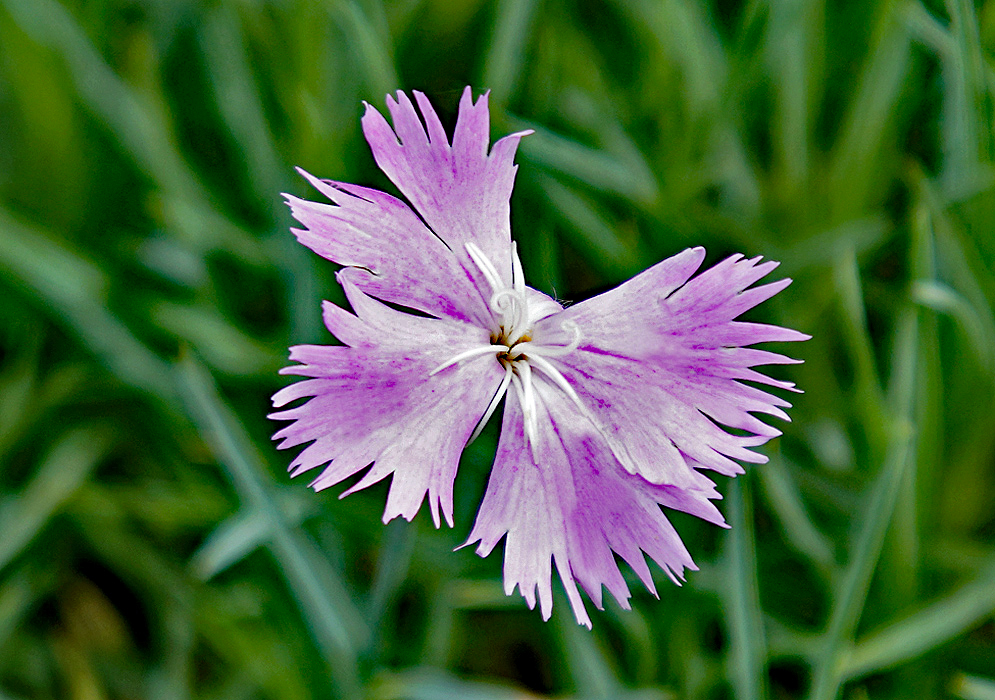 Feathered violet Dianthus plumarius flower with white filaments