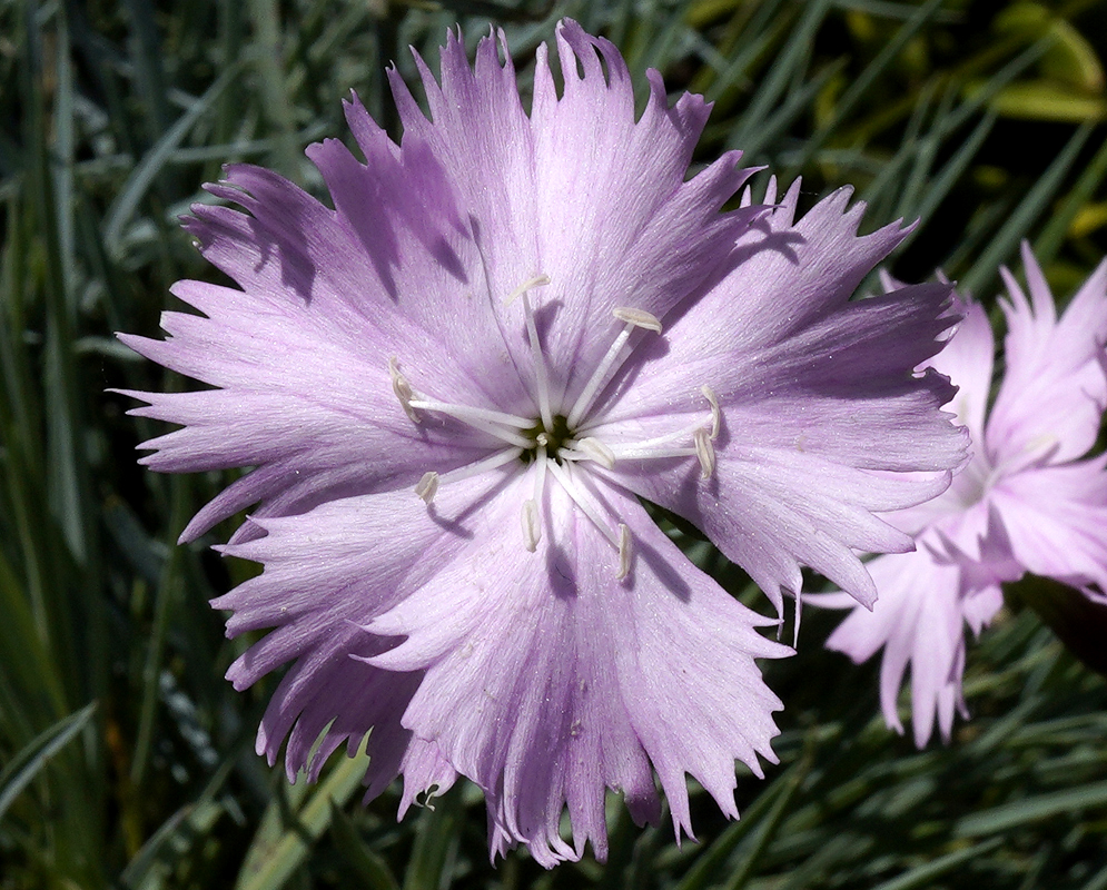 Feathered pink-violet Dianthus plumarius flower with white filaments