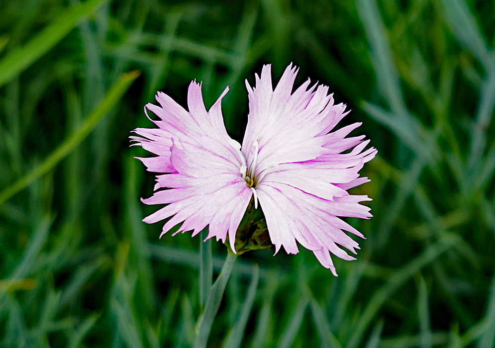 Feathered white and pink Dianthus plumarius flower