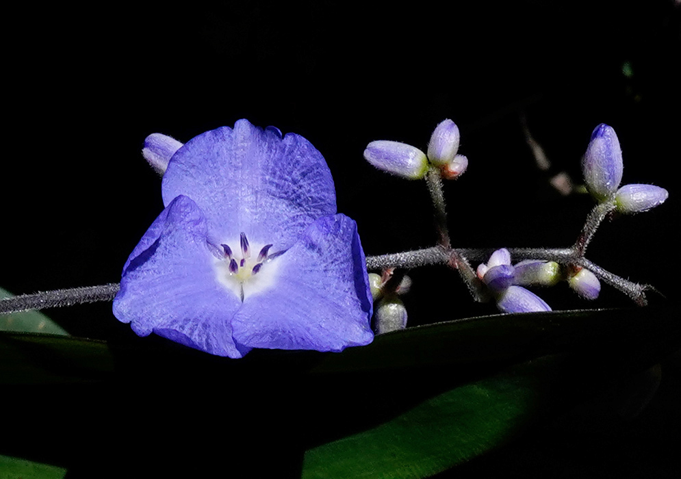 Dichorisandra penduliflora flower with a vivid violet-blue bloom and several unopened buds on a slender stem