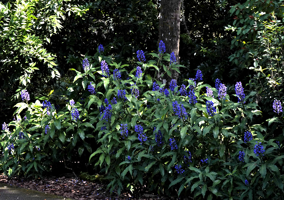 A Dichorisandra thyrsiflora infloresence with purple-blue flowers in sunlight