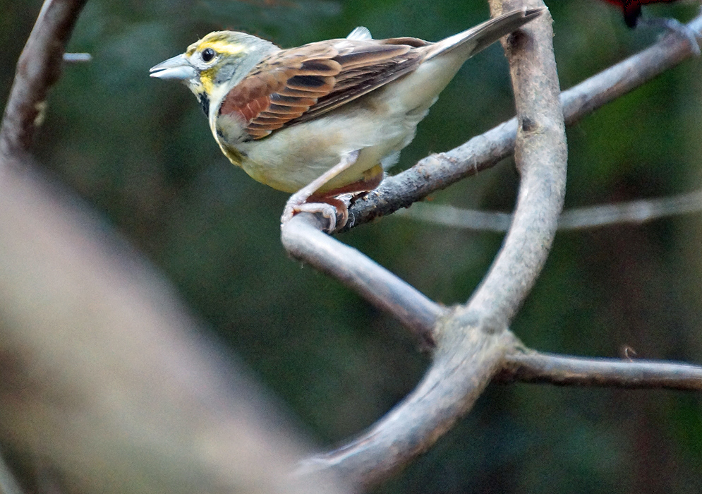 A brown Dickcissel with a white and yellow below the eye and yellow above