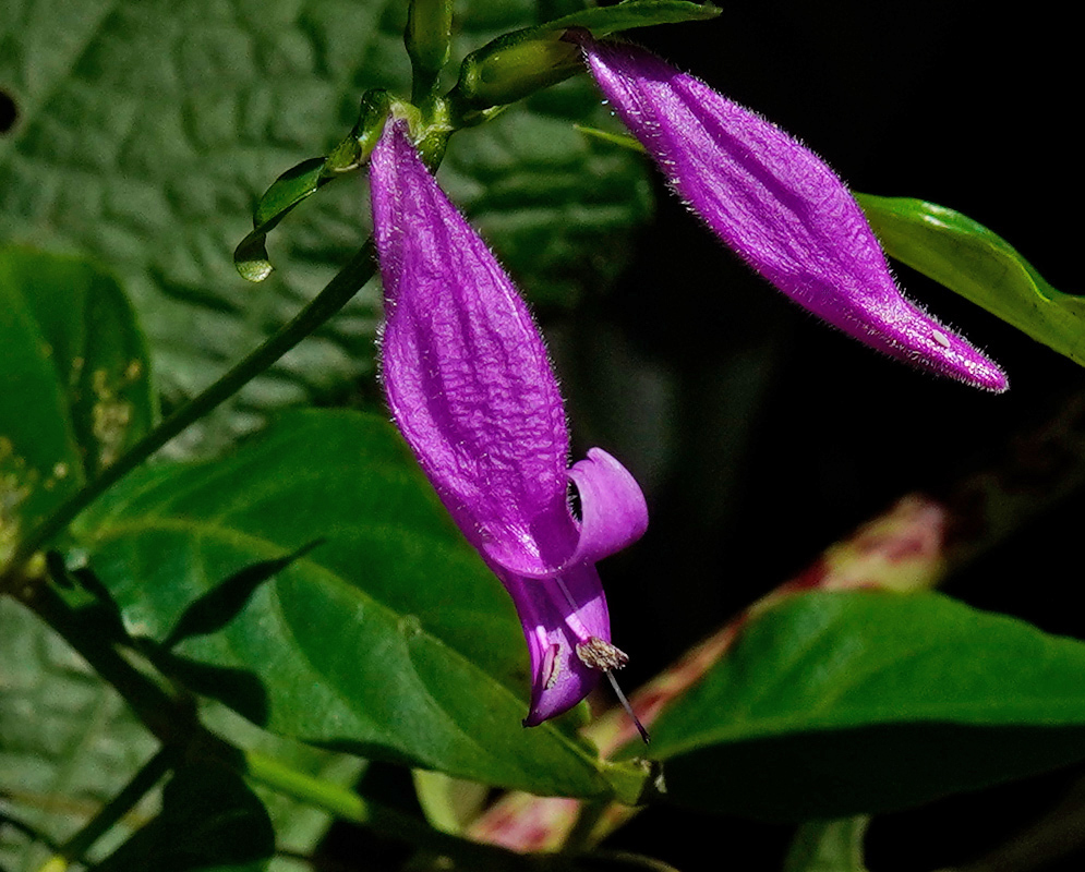Close-up of Dicliptera iopus with two elongated purple tubular flowers emerging from green foliage