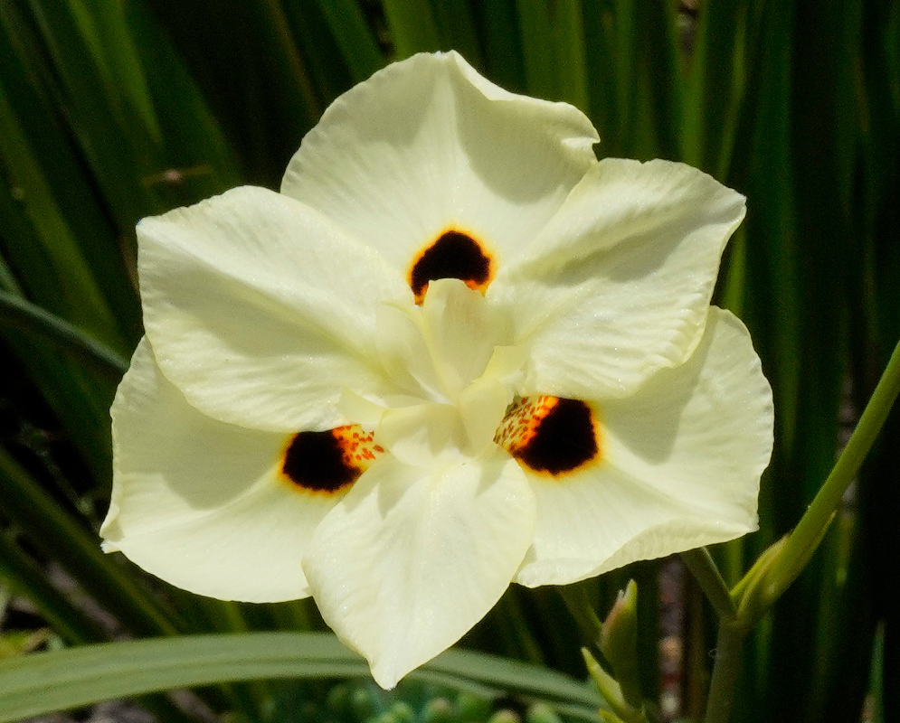 Dietes bicolor Flower A fresh cream-colored Dietes bicolor flower with three distinct dark eye spots radiating from the center