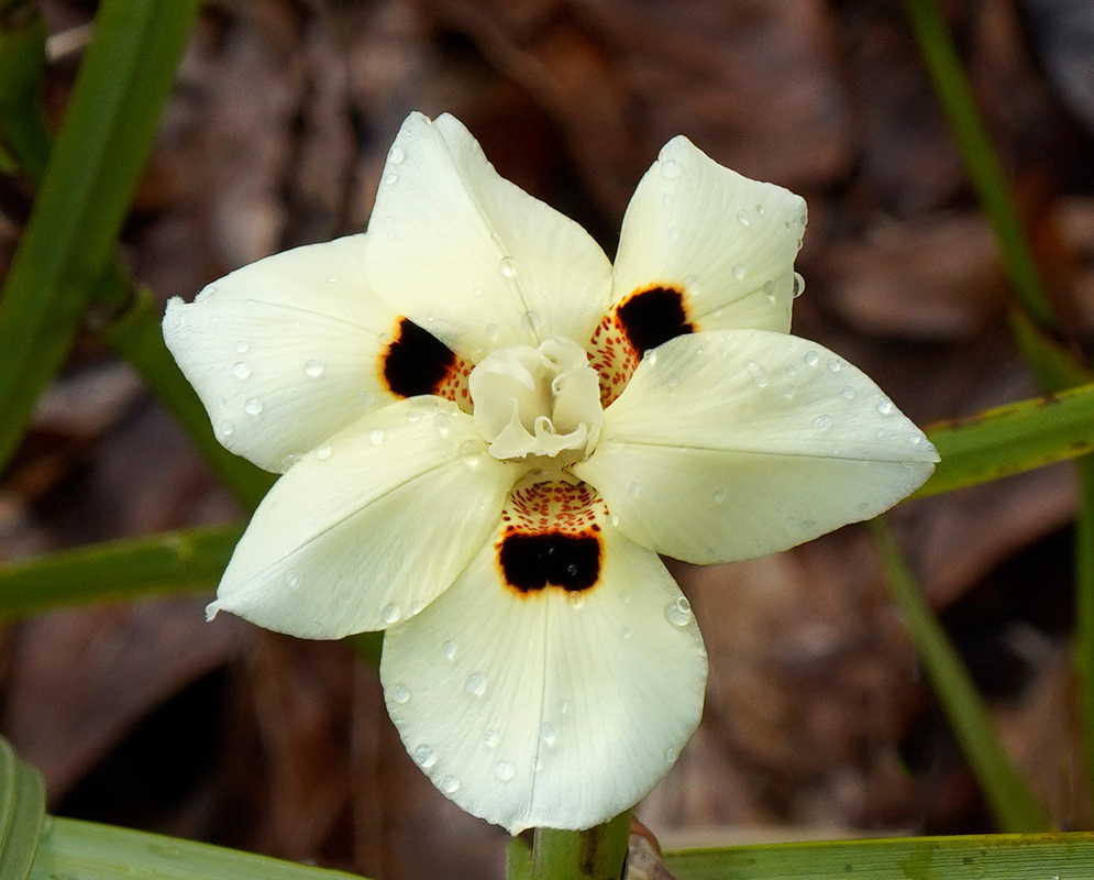 Dietes bicolor With Raindrops A Dietes bicolor flower with dew-like raindrops on its ivory petals and three large black and orange markings